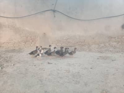 ducks  for sale ten babies with mom dad
