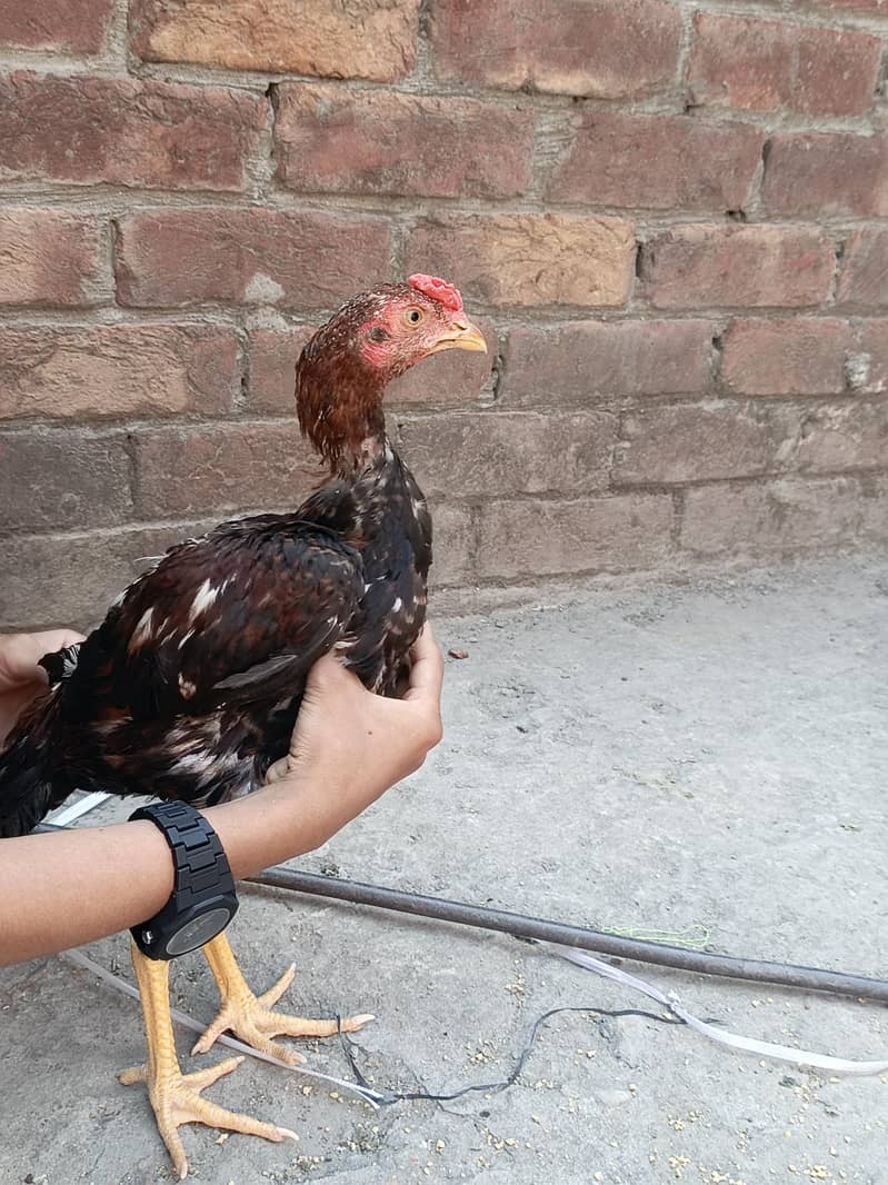 Two Hens m/f 0