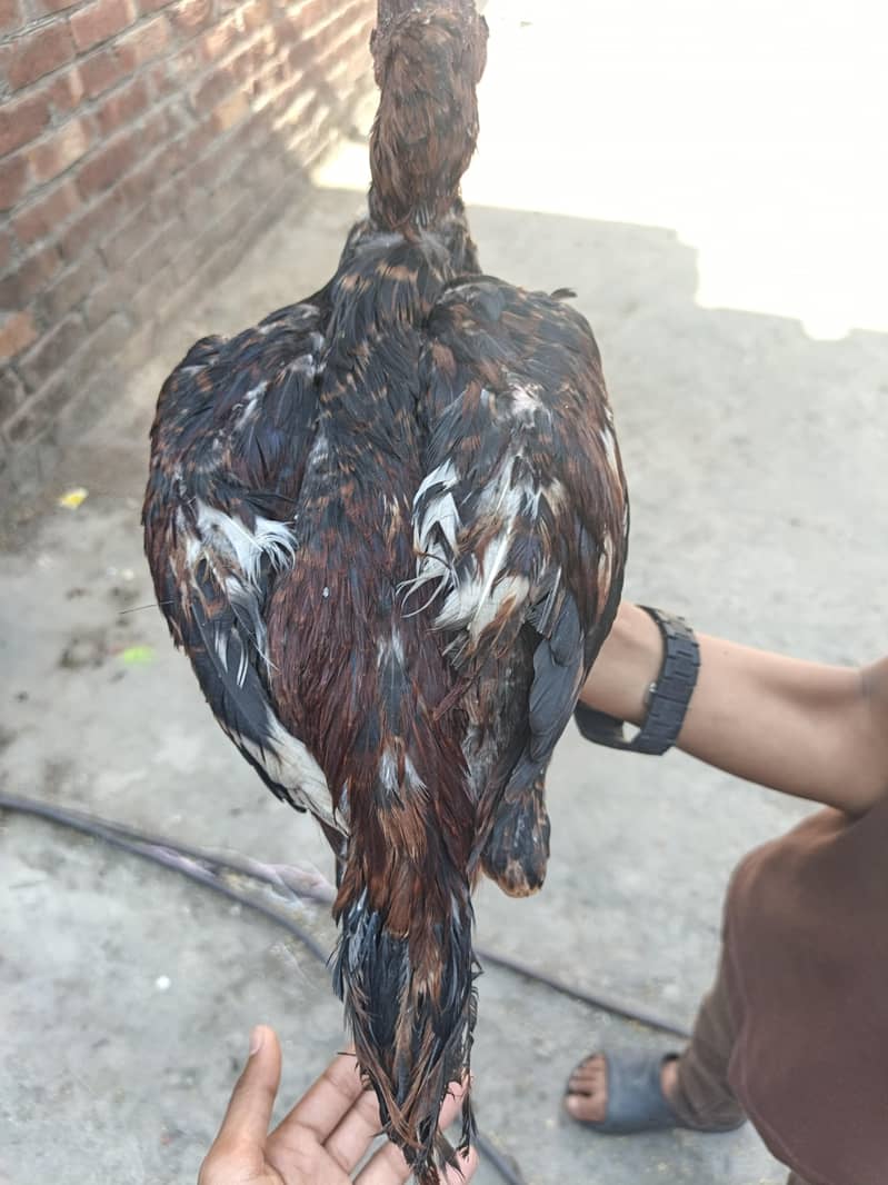 Two Hens m/f 1