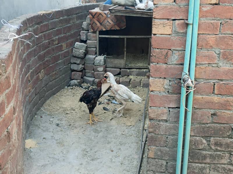 Two Hens m/f 3
