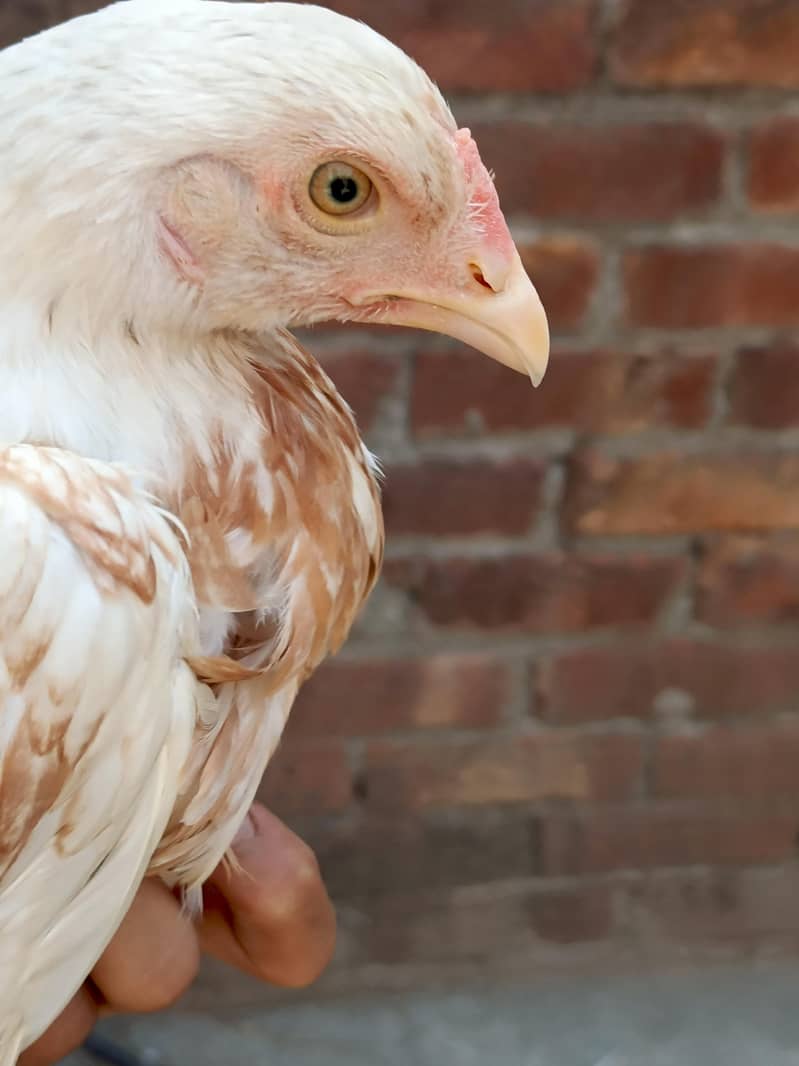 Two Hens m/f 4