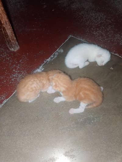 fluffy Persian kittens available now