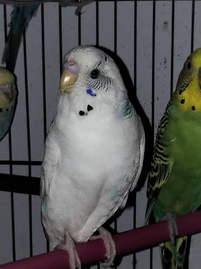 Budgie Dominate pied Male