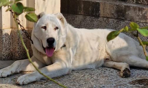 DOG FOR SALE