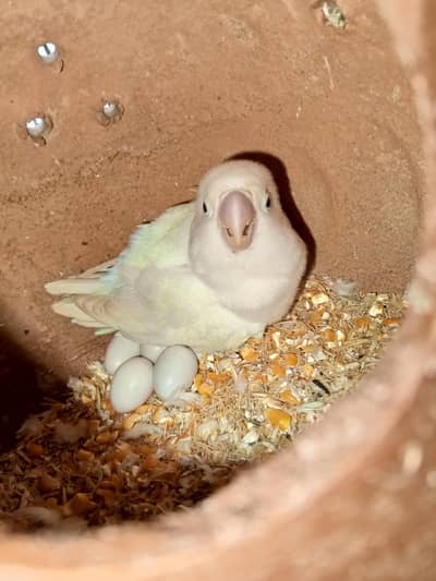Albino pair with eggs and cage