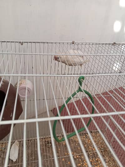 Albino pair