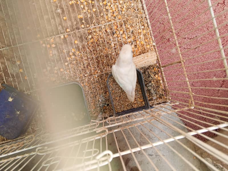 Albino pair 1