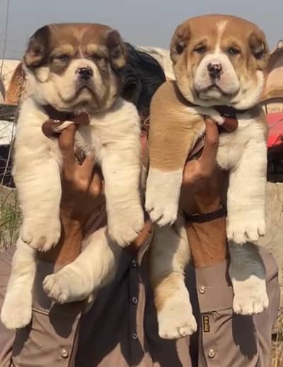 alabai security dog 2 month pair for sale