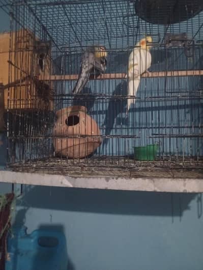 cocktail parrot