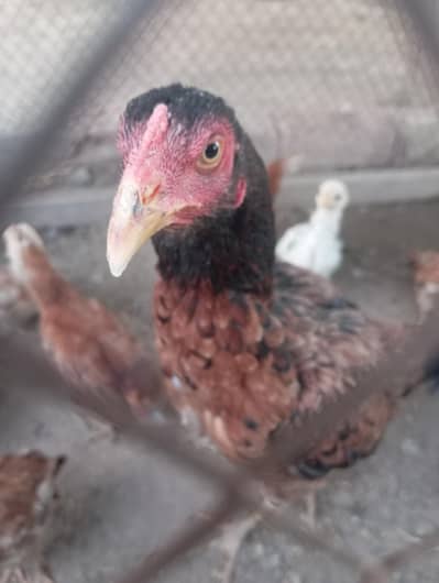 Pure Aseel Hen with 12 Chicks for Sale – Bahawalpur