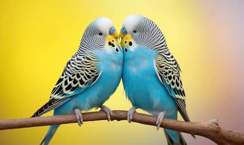 I Need Australian Parrots - مجھے آسٹریلین طوطے خریدنے ہیں