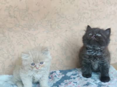 black and cream Persian kitten