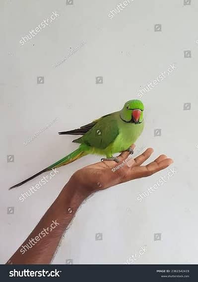 green parrot