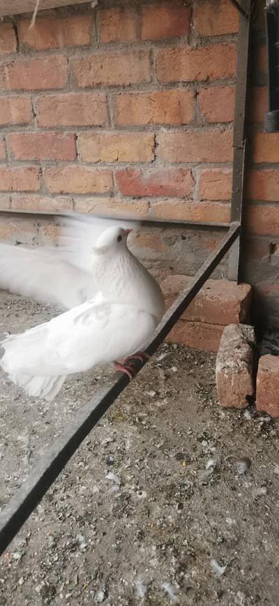 pigeons for sale