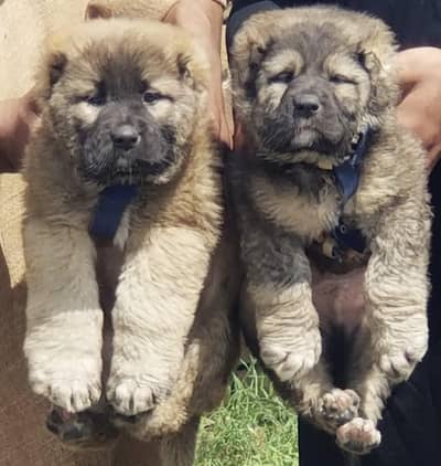 Kurdish kangal security dog 2 month pair for sale