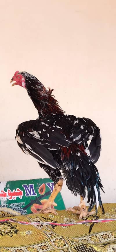 Aseel ptha ,asil male