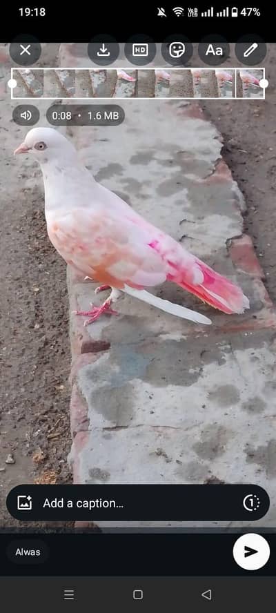 fir sale price 1500 exchang murgi se possible