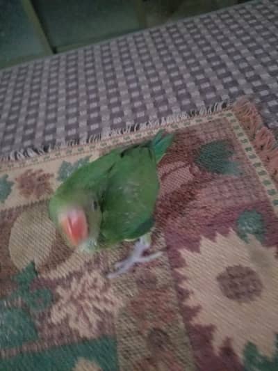 ringneck chicks