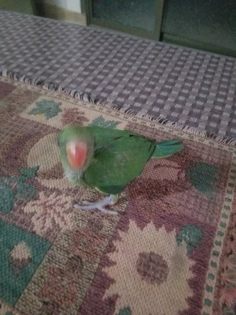 ringneck chicks 1
