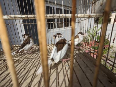 Bengalese Finches