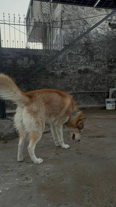 husky female dog