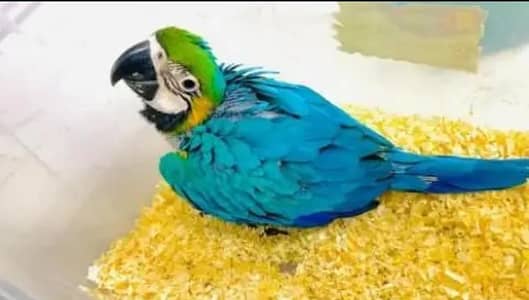 blue macaw parrot chips for sale 0318/4281/812