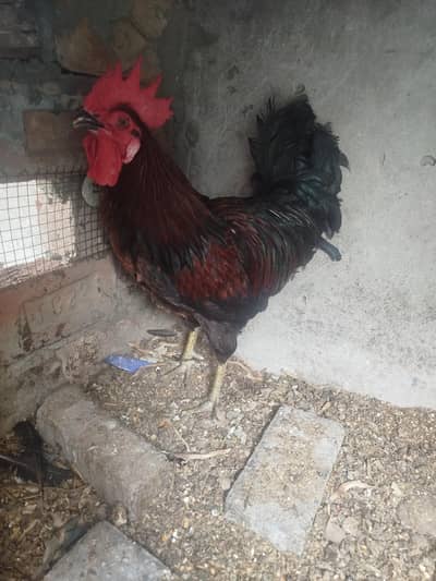 Hen for sale