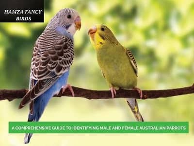 Australian parrot