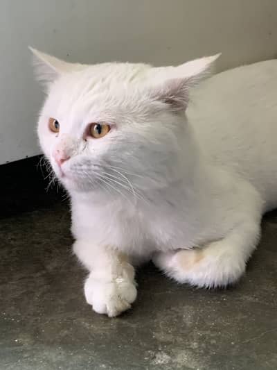 Male Cat for Sale well trained