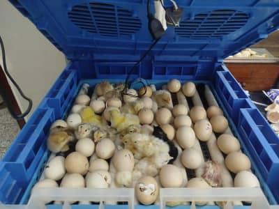 Pure aseel fertile eggs/ Hen & Rooster