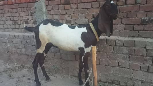 goat for sale