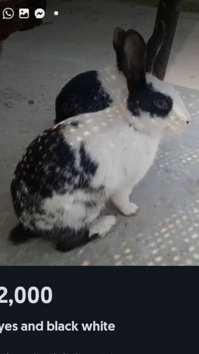 rabitt sale only male