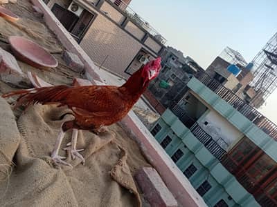 12 chicks mianwali sindi cross