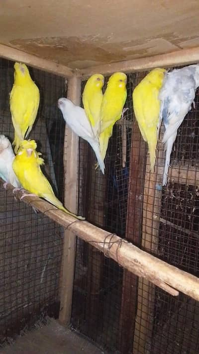 red eye hogoromo and split hogoromo budgies