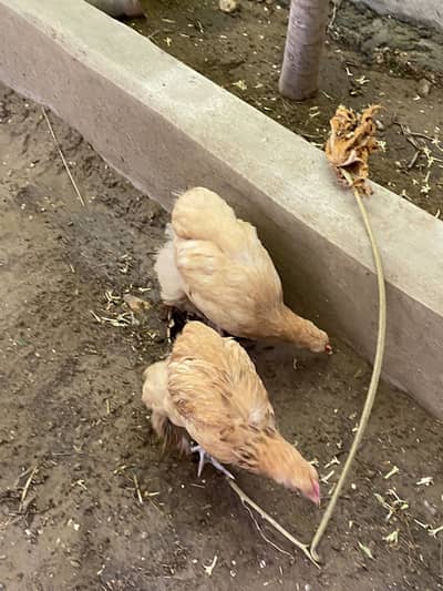 Feather leg chickens