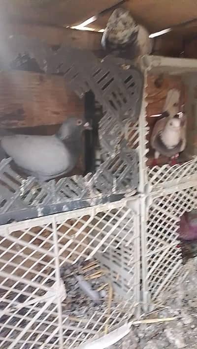qasid Homer pigeon
