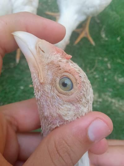 Hera chicks for sale