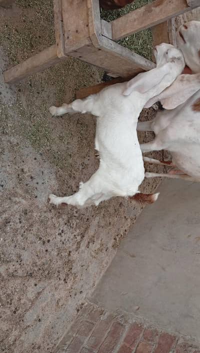 Beautiful female goat
