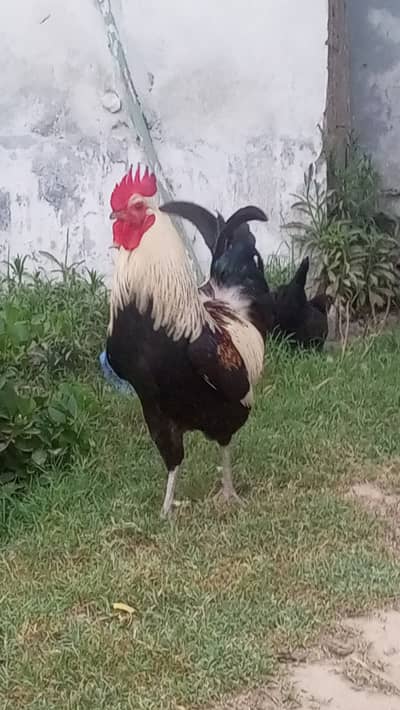 Pure Desi Murgha