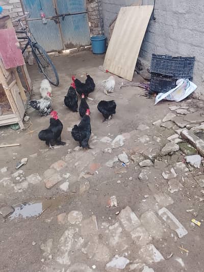 black bantam for sale Whatsapp number 03175504062