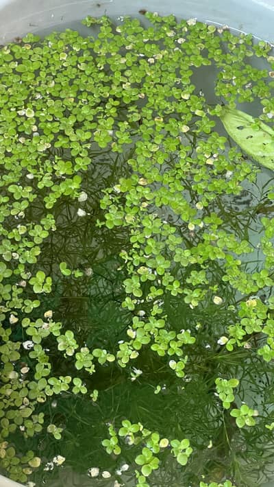 Duckweed and guppy grass
