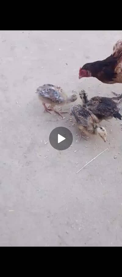 Aseel Chicks