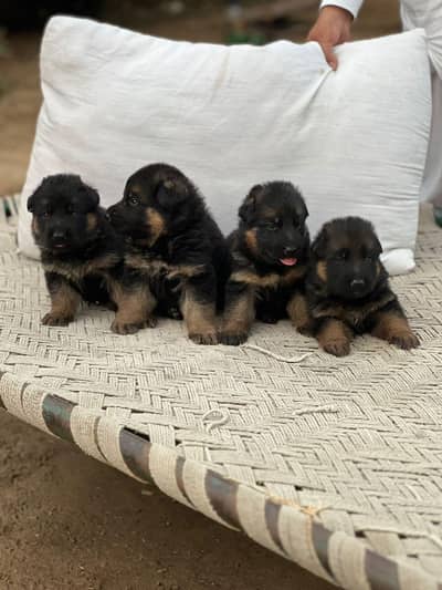 German shepherd puppies long hair