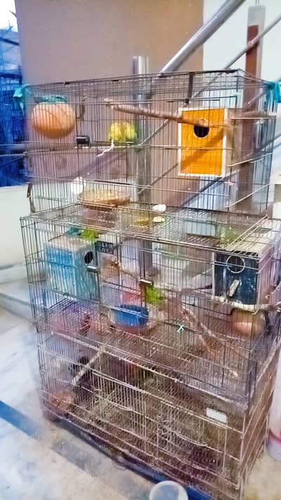 Love Birds mutant breeder pairs