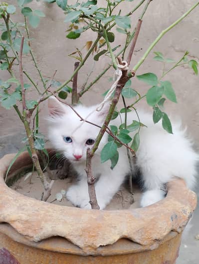 Persian kitten