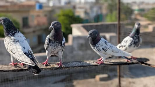 teddy pigeons for sale