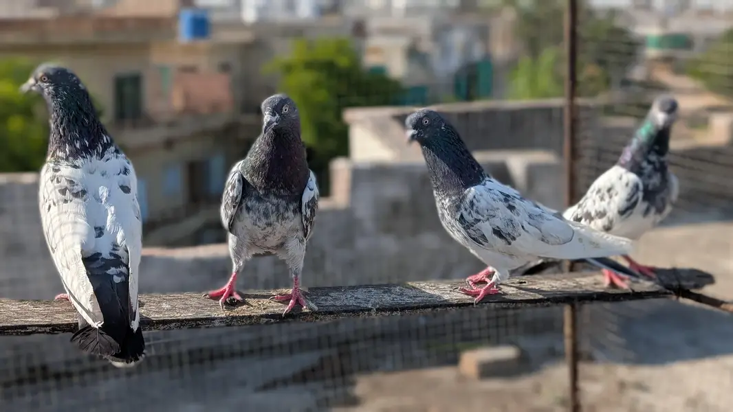 teddy pigeons for sale — photo 2