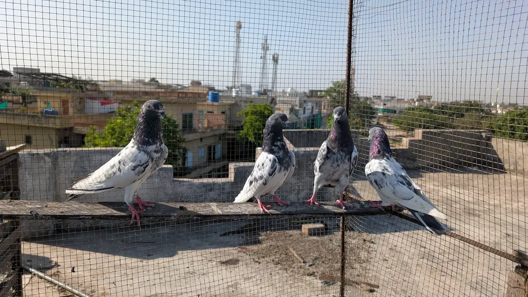 teddy pigeons for sale — photo 3