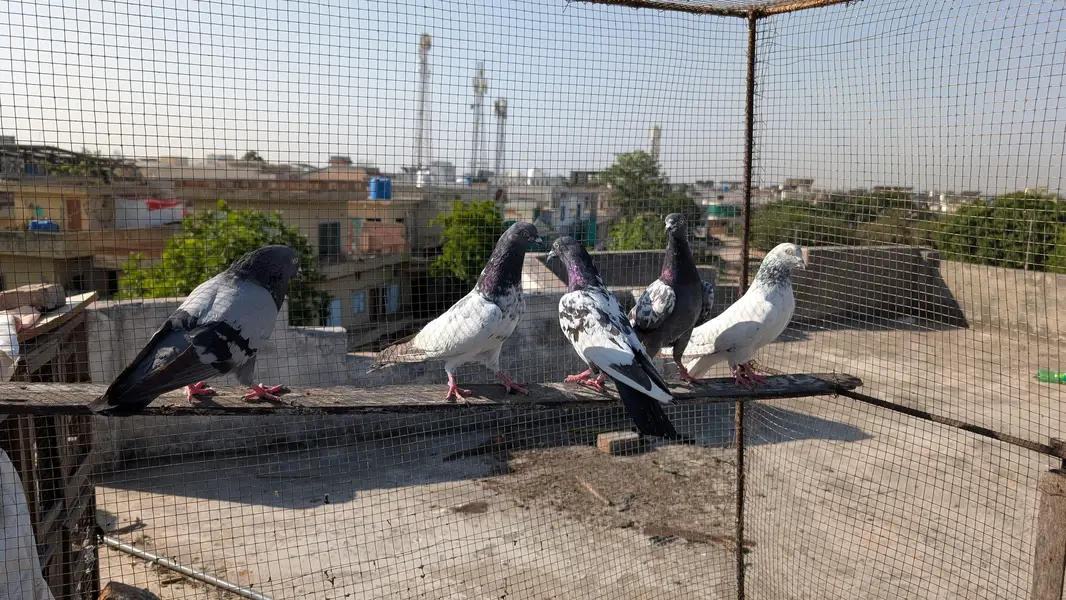 teddy pigeons for sale — photo 4