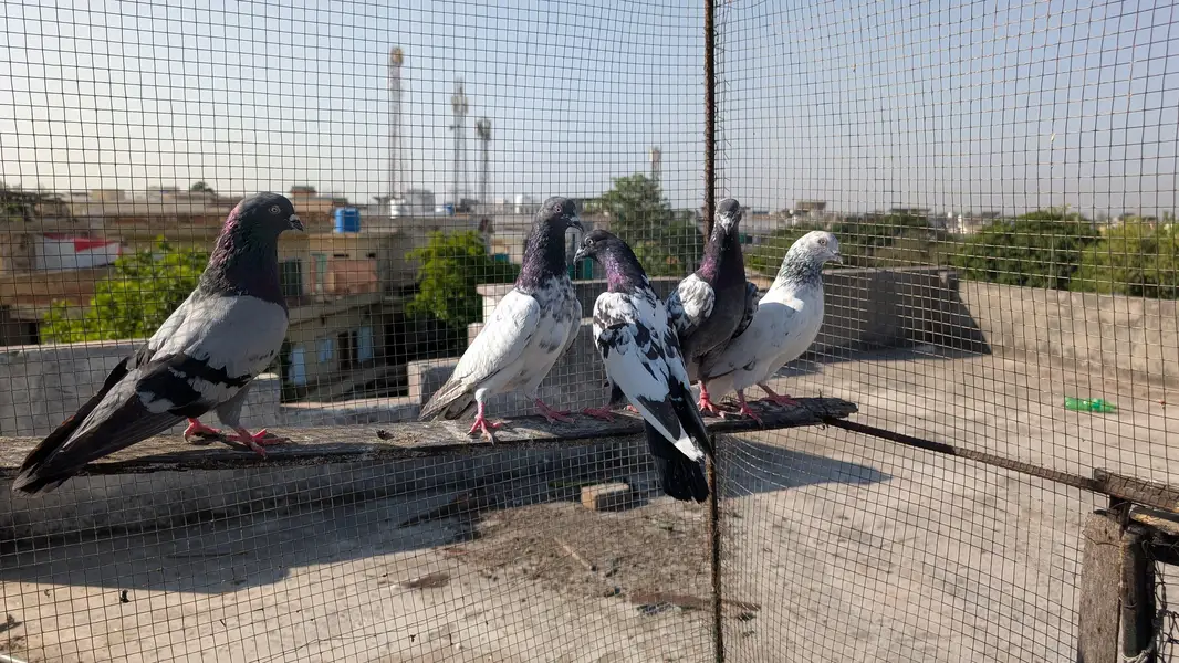 teddy pigeons for sale — photo 5